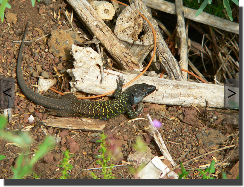 Gallotia galloti eisentrauti